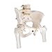 3B Scientific A62 Female Pelvic Skeleton w/ moveable Femur Heads - 3B Smart Anatomy