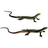 Nievajio