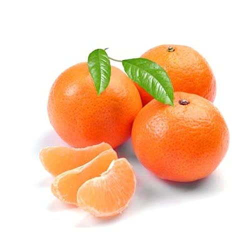 CLEMENTINE - Le filet de 1.5KG