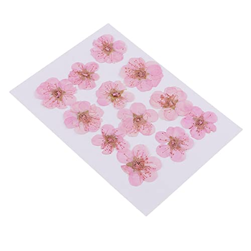 Flores secas naturales para manualidades 12 piezas miniatura 5