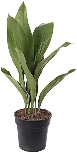 Planta de Hierro Fundido Aspidistra Elatior Plantas de Interior S...