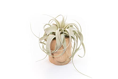 Air Plant Shop Driftwood Container with Custom Air Plant - Succulents - Live Tillandsia - Easy Care Indoor and Outdoor House Plants (Xerographica)