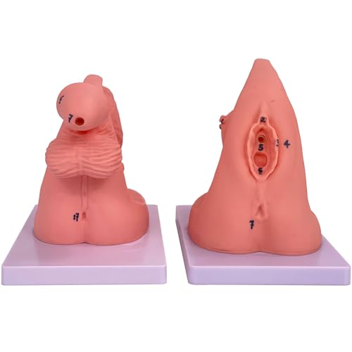 Modèle de cathéter AMITD avec organes génitaux et repères anatomiques pour formation médicale