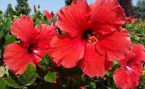 Miniatura 3 de 10 semillas de flores de hibisco rojo doble