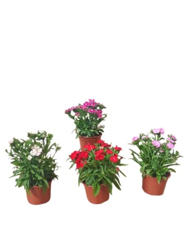 Lote Clavel Vivo – Cuatro Plantas Coloridas para Espacios Exteriores o Interiores