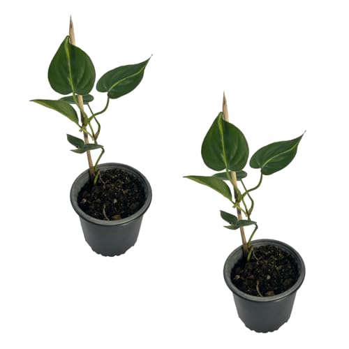 LEAL PLANTS ECUADOR Philodendron Brazil (Pack of 2)|Golden Pothos Brazil|