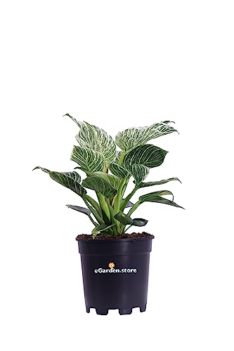 Pianta di Philodendron White Wave Pianta di Filodendro pianta da interno pianta ornamentale pianta con foglie variegate pianta da arredo pianta vera venduta da eGarden.store (Vaso 15 cm)