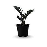 ZZ Live Plant 3 Inch Pot, Low Light Indoor Plant for Home Office, Easy Care Starter Houseplant