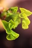Miniature Ginkgo Tree - Ginkgo biloba ‘Slovakian Princess’ - 1 - Year Plant