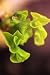 MINIATURE GINKGO TREE - Ginkgo biloba ‘Slovakian Princess’ - 1 - YEAR PLANT