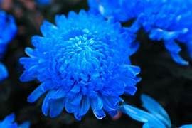 Image of BIGREEN Blue Fireball Dahlia Flower Plant | Live Outdoor & Indoor Flowering Plant for Home Garden, Balcony & Terrace Decoration | Seasonal Live Plant
