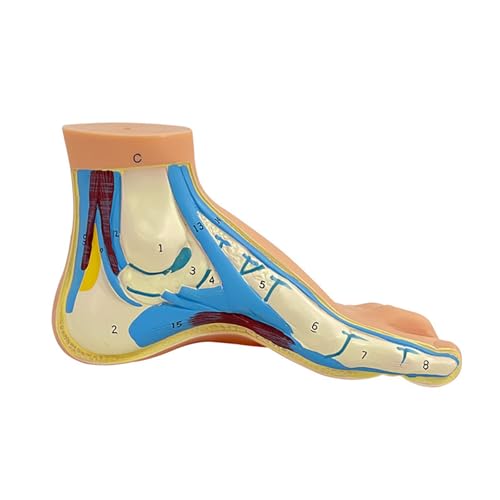 Modèles de pieds anatomiques en PVC enseignement universitaire et démonstration
