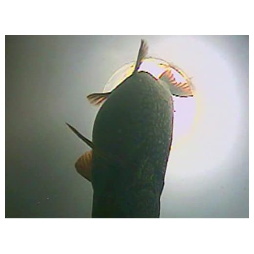 Presentation Tricks of Our Trade