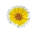 6500+ Tidy Tips Seeds - California Native Wildflower