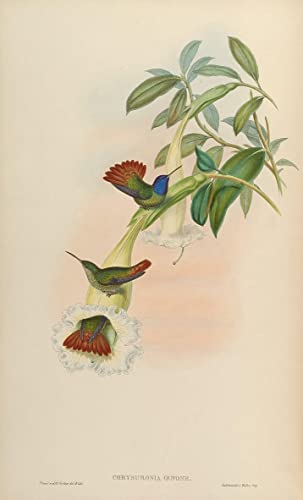 Affiche toile Chrysuronia Oenone John Gould pour décoration murale nature du salon