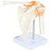 Axis Scientific Human Skeletal Shoulder Anatomy Model with Functional Ligaments, Realistic Design, Includes Base for Display and Study, Detailed Product Manual