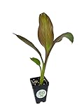 Ensete Maurelii - Red Abyssinian Banana - Cold Hardy Tropical Banana