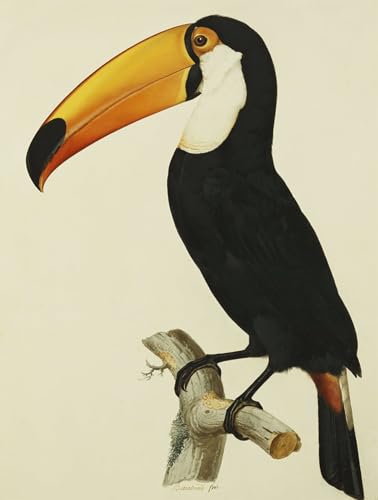 Peinture poster toucan de Jacques Barraband affiche art mural de prestige