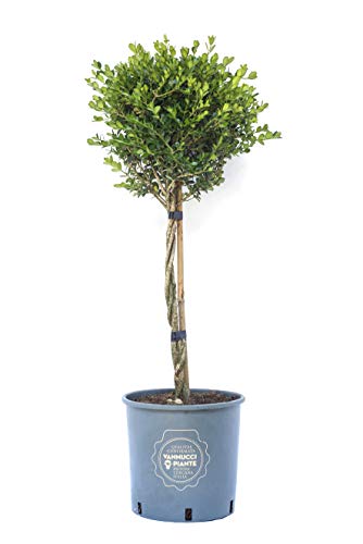Vannucci Piante - Buxus microphylla 'Faulkner', Bosso, Pianta da terrazzo, Pianta formata, Mini alberetto
