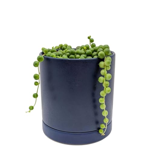 Easy to Grow Senecio 'String of Pearls' Live Plant (1