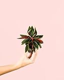 Pur Plant