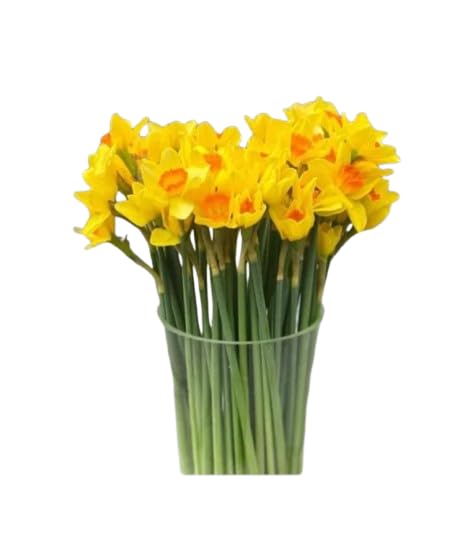 Ramo de Narcissus Amarillos Bulbos Naturales con 50 Flores en Tonos Vibrantes Narcisos Amarillos Ocasiones Especiales
