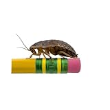 Dubia Roaches – Food for Reptiles, Tarantulas, Bearded Dragons, Geckos, and Insect-Eating Pets – High Protein, Easy to Digest, Healthier Alternative to Crickets (1', 200 Count)