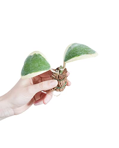 PLNTS - Baby Hoya Kerrii Albomarginata - Zimmerpflanze - 6cm Topf - Höhe 10cm Cover