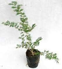 Bhajanlal Greenery Shami Live Plant Prosopis cineraria Lucky Plant with Beautiful Black Pot. (B08KPGWNJ7) Amazon Price History, Amazon Price Tracker