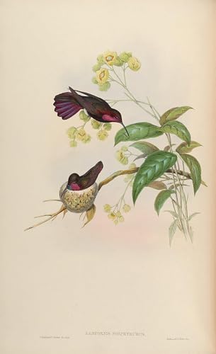 Toile oiseau John Gould pour une déco de chambre apaisante 60x90