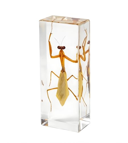 ejemplar de insecto,insectos resina,Coleccion de Insectos en Ambar Especímenes, Insectos Transparentes en Resina sintética, fósiles de insectos de ámbar