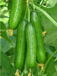Creative Farmer Cucumber Seeds -30 Seeds (B071Y6SGCX) Amazon Price History, Amazon Price Tracker