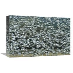 12 x 18 in. Snow Goose Flock Flying, Bosque Del Apache NWR, New Mexico Art Print - Tom Vezo