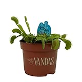 vandas dionaea muscipula – pianta carnivora venere acchiappamosche | vaso 12 cm | pianta mangia insetti ornamentale | made in italy
