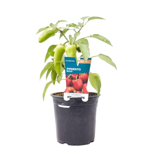 Verdecora Pimiento Rojo en maceta Ø13cm | Capsicum annuum | Planta de Interior y Exterior | Frutos Dulces y Coloridos | Ideal para Huerto Urbano y Decoración