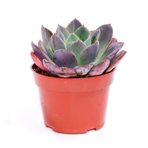Live Echeveria Succulent Plant – Fully Rooted 4-Inch Echeveria Succulent (Echeveria Blue Prince) #TOP19