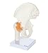 Axis Scientific Life Size Human Hip Bone Anatomy Pelvis Model with Flexible Ligaments and Bony Landmarks â€“ Realistic Design, Includes Base and Product Manual
