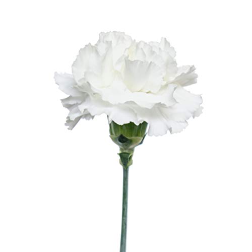 Flower Prime Flowerprime 50 White Carnations - Fresh Natural Cut Flowers thumb #2