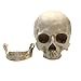 SOACH Resin Skull, 1:1 Human Skull, Human Head Model for Home Decoration, Halloween Statue, Bone Model, Model Anatomical Medical Skeleton, Jaw is Movable (White)