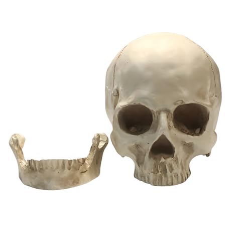 Image of SOACH Resin Skull, 1:1 Human Skull, Human Head Model for Home Decoration, Halloween Statue, Bone Model, Model Anatomical Medical Skeleton, Jaw is Movable (White)