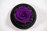 YourRoses - Ziegler&Ribant