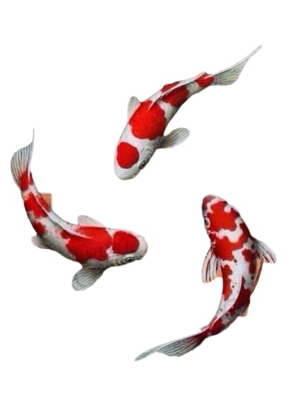 Pretty Koi Food 500 g Floating Type by PS TRADER 2