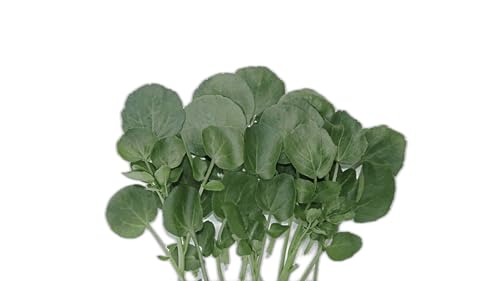 Sementes de Hortaliças, Variedades Diversas, Monte seu Kit Personalizado (Agrião d´agua Folha larga