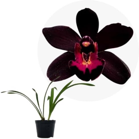 Muda Planta Orquidea Cimbidium Kiwi Mid Night Exotica E Rara