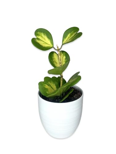 I GIARDINI DI GIULIA - Hoya Kerrii Variegata | Foglie a Forma di Cuore | Pianta Vera in Vaso Ceramica 16 cm | Facile Propagazione | Pianta Rara da Collezione, Verde e Giallo
