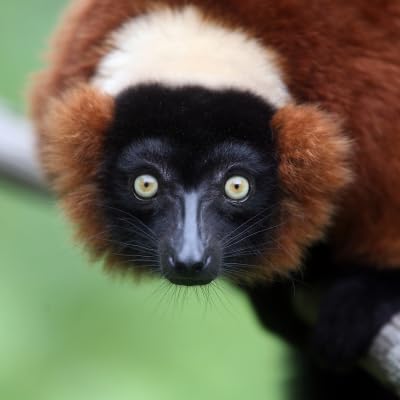 Lemurs