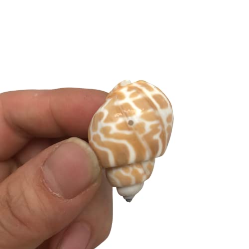 Pepperlonely Small Drilled Shell Mix Sea Shells, 6 Oz Apprx. 60+ Pc Shells, 1-1/2 Inch #TOP2