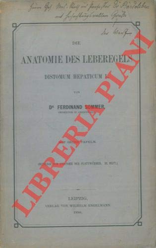 Die anatomie des lebergeles Distomum hepaticum l.