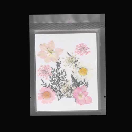 Flores prensadas secas para manualidades, pack de 10 miniatura 4