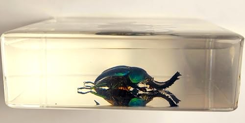 Image of 2.9 inch Real Lamprima Adolphinae Jewel Stag Beetle w /Open Wings in Crystal Clear Lucite Resin Specimen Preserved Insect Bugs Taxidermy Collection Biology Science Education Desk Ornament Display Supplies